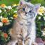 Dmitriy787