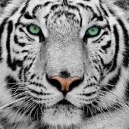 Tygrys タイガー