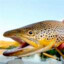 Daddy Trout