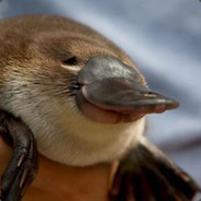 Cheeky Plattypus