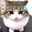 KUMACAT