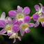 Dendrobium