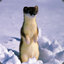 IceWeasel