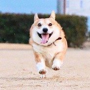 世态炎凉狗也狂