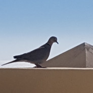 Arschgeige Riesensaurier