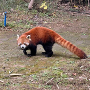 Red-panda