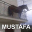 Mustafa Sandal Horse