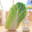 Fresh Cabbage