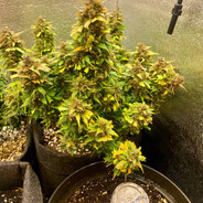 Выстрел  Мужчины