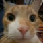 coolcat7789