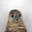 seal