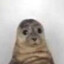 Chuddy seal