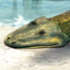 tiktaalik