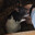 Die Ratte.
