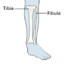 Fibula