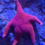 Starfish