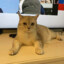 Cattybaby