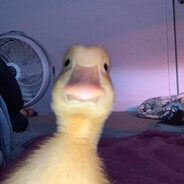DilDuck
