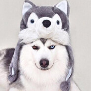 负责咬人的哈士奇