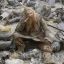 Gimli
