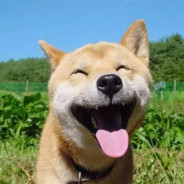 短腿的短 得无安短