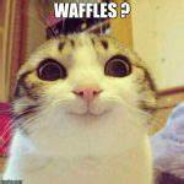 waffle cat