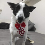 peteleco