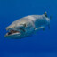 Barracuda