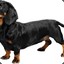 Dass Dachshund