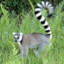 НакуреныйLemur