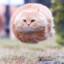 Duff Flying Cat