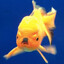 Fishler