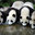 Panda_Bear