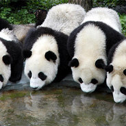 Panda_Bear