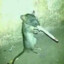 Crack Rat