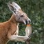Kangaroo Punching a Cone
