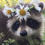 transgender raccoon