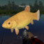 Golden Tench