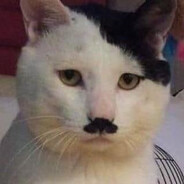 JIN Penanam 19jt sawit 1 malam