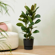 ficus