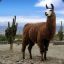 Lama