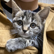 钢铁之驱皇天霸