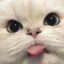 MeowNeSy