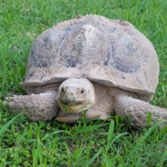 Big Tortoise