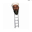 Osama Bin Ladder