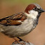 sparrow