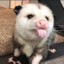 Possum