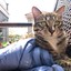 高猛峻