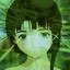 u_npo_cTapyxy_6blBaeT_nopHyxa