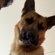 Marley_K9_01